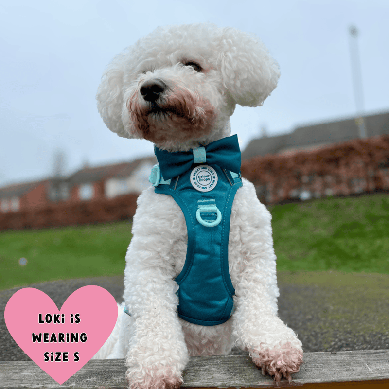 Trail & Glow® Dog Harness Bundle Set - COLOUR DROPS® - Ice Teal - Bailey and Coco (UK)