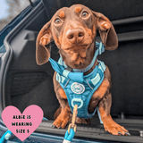 Trail & Glow® Dog Harness Bundle Set - COLOUR DROPS® - Ice Teal - Bailey and Coco (UK)