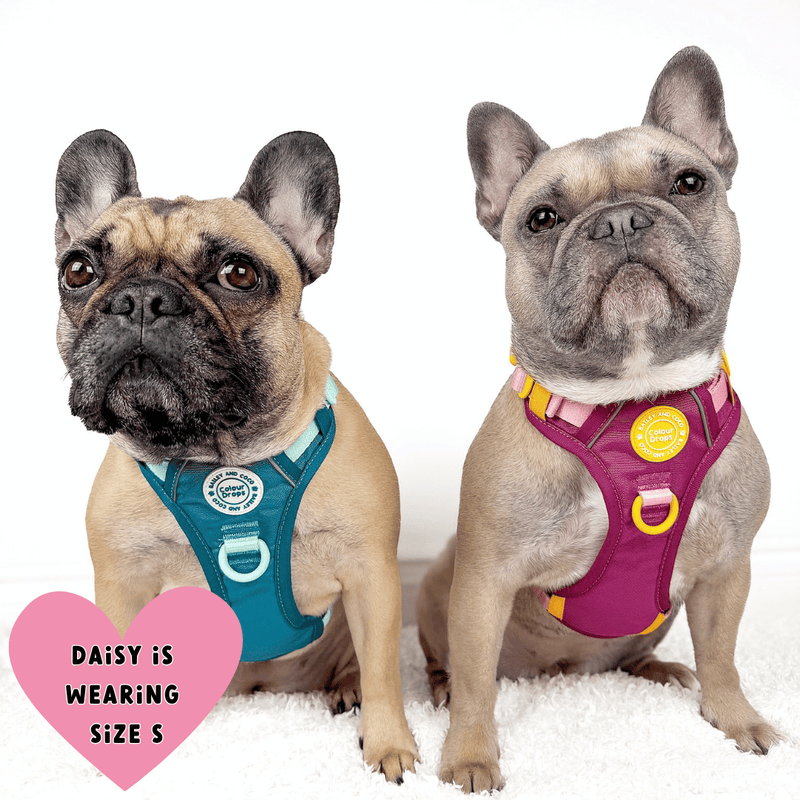 Trail & Glow® Dog Harness Bundle Set - COLOUR DROPS® - Ice Teal - Bailey and Coco (UK)