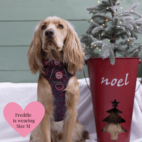 Trail & Glow - Dog Harness Bundle Set - Colour Drops - Jingle Berry - Bailey and Coco (UK)