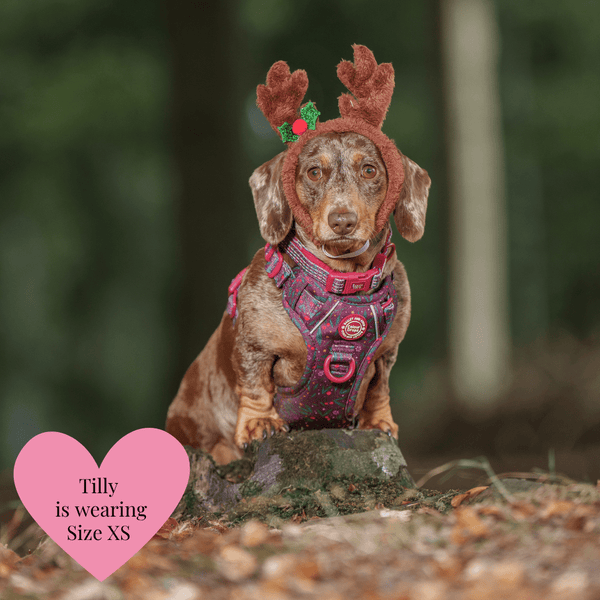 Trail & Glow - Dog Harness Bundle Set - Colour Drops - Jingle Berry - Bailey and Coco (UK)