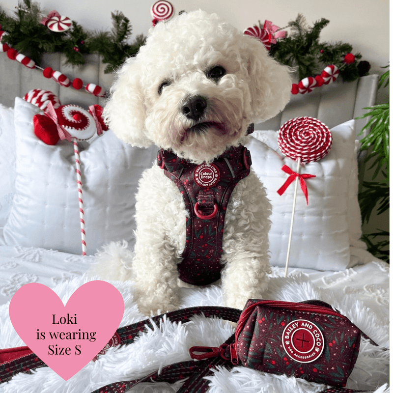 Trail & Glow - Dog Harness Bundle Set - Colour Drops - Jingle Berry - Bailey and Coco (UK)