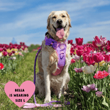 Trail & Glow® Dog Harness Bundle Set - COLOUR DROPS® - Love that for you - Bailey and Coco (UK)