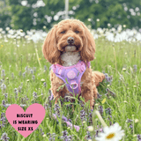 Trail & Glow® Dog Harness Bundle Set - COLOUR DROPS® - Love that for you - Bailey and Coco (UK)