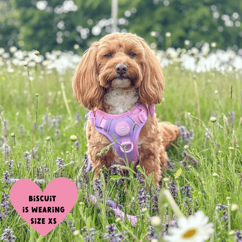 Trail & Glow® Dog Harness Bundle Set - COLOUR DROPS® - Love that for you - Bailey and Coco (UK)