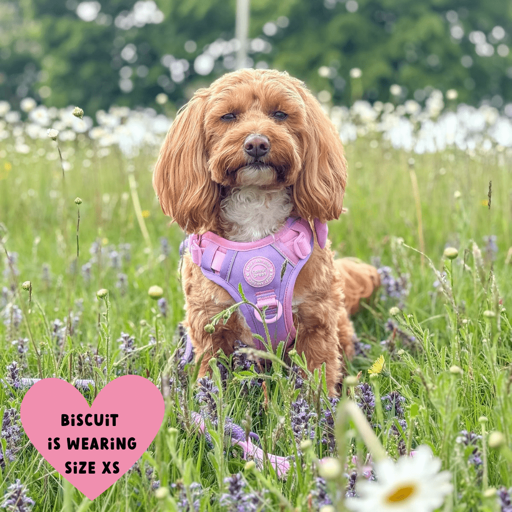 Trail & Glow® Dog Harness Bundle Set - COLOUR DROPS® - Love that for you - Bailey and Coco (UK)