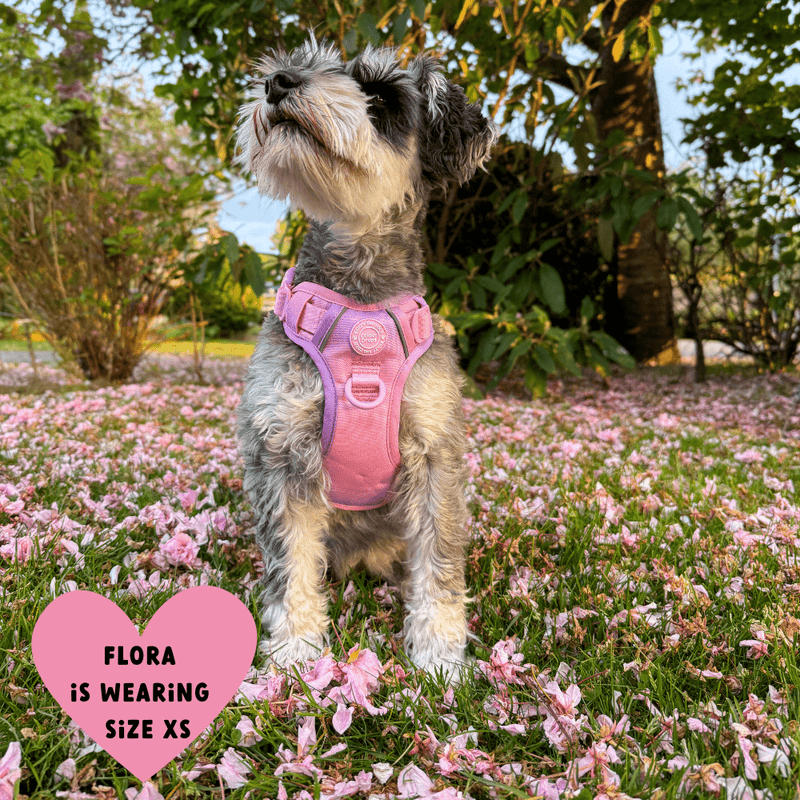 Trail & Glow® Dog Harness Bundle Set - COLOUR DROPS® - Love that for you - Bailey and Coco (UK)
