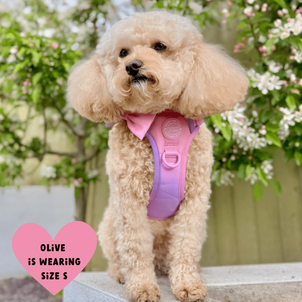 Trail & Glow® Dog Harness Bundle Set - COLOUR DROPS® - Love that for you - Bailey and Coco (UK)