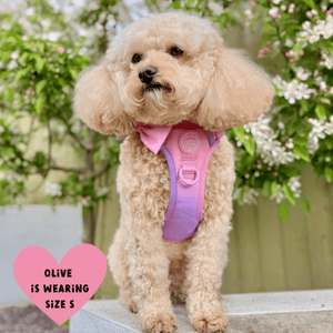 Trail & Glow® Dog Harness Bundle Set - COLOUR DROPS® - Love that for you - Bailey and Coco (UK)
