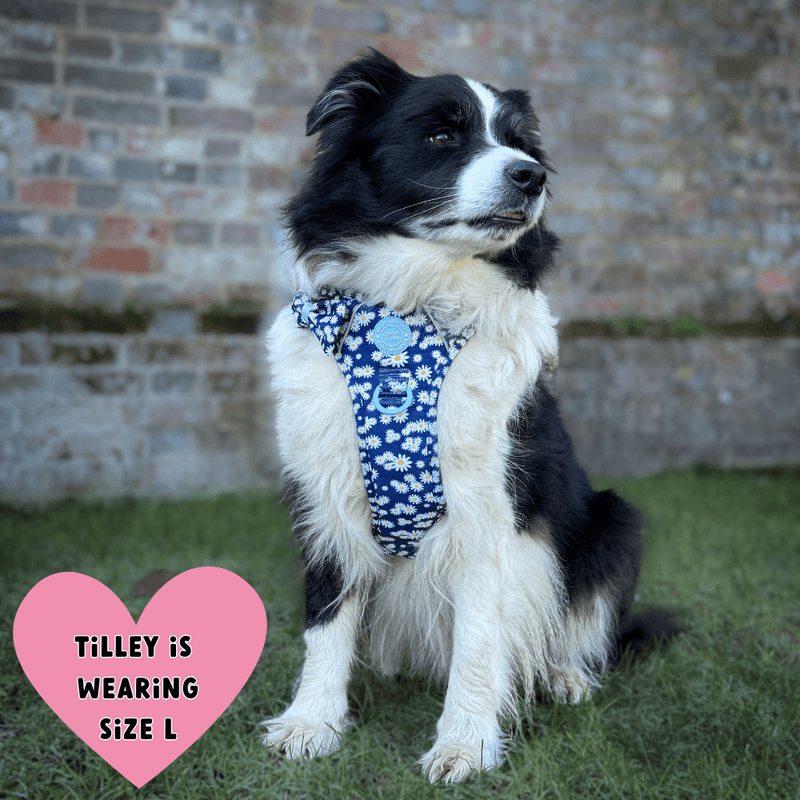 Trail & Glow Dog Harness Bundle Set - Colour Drops - Loves me, Loves me not - Bailey and Coco (UK)