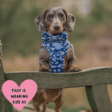 Trail & Glow Dog Harness Bundle Set - Colour Drops - Loves me, Loves me not - Bailey and Coco (UK)