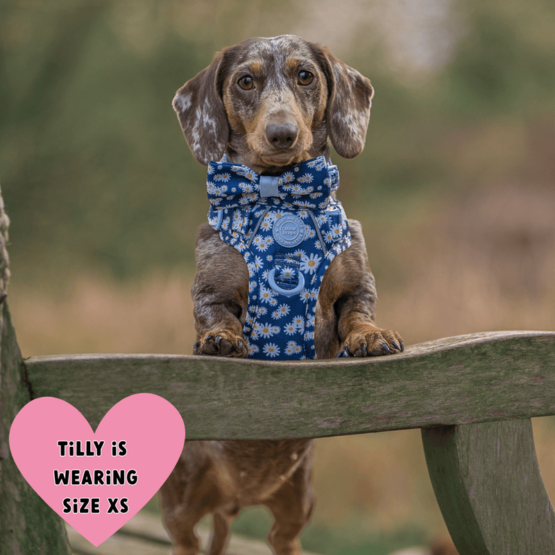 Trail & Glow Dog Harness Bundle Set - Colour Drops - Loves me, Loves me not - Bailey and Coco (UK)