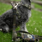 Trail & Glow - Dog Harness Bundle Set - Colour Drops - Mayfair Tweed - Bailey and Coco (UK)