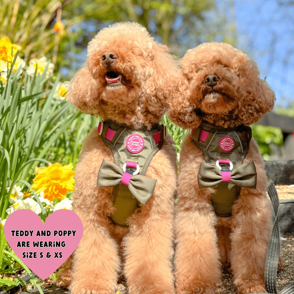 Trail & Glow® Dog Harness Bundle Set - COLOUR DROPS® - Olive it Hot - Bailey and Coco (UK)