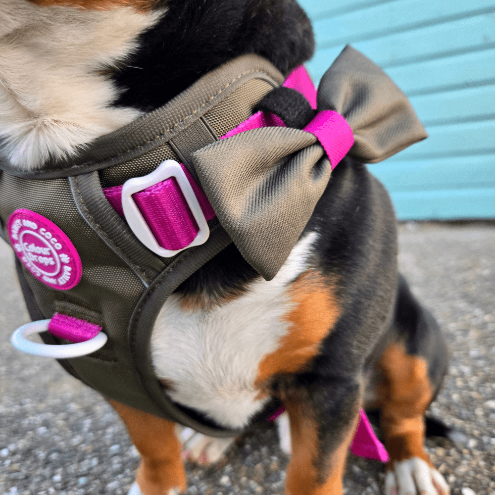 Trail & Glow® Dog Harness Bundle Set - COLOUR DROPS® - Olive it Hot - Bailey and Coco (UK)