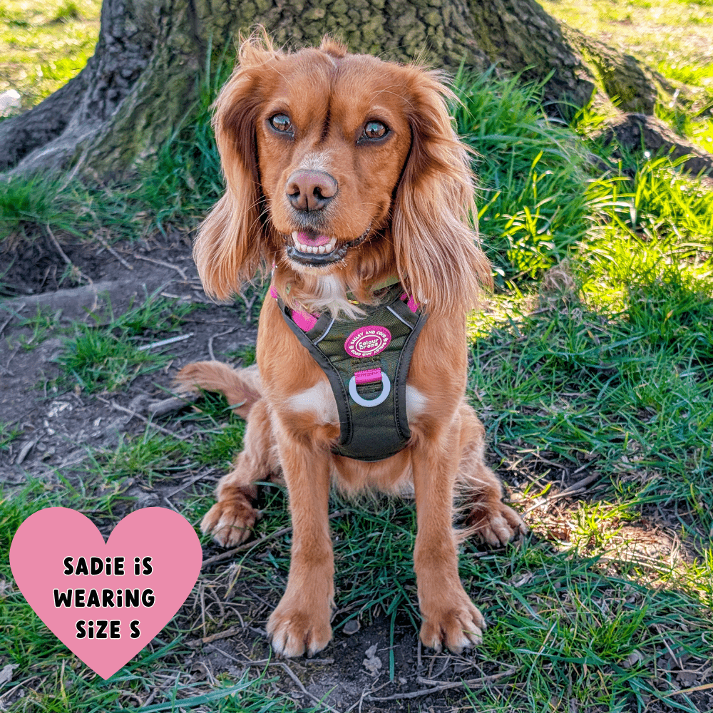 Trail & Glow® Dog Harness Bundle Set - COLOUR DROPS® - Olive it Hot - Bailey and Coco (UK)