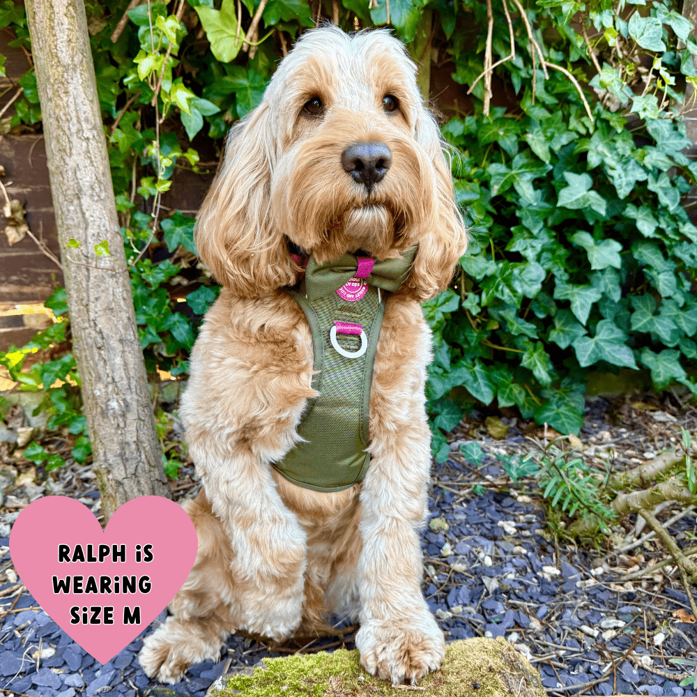 Trail & Glow® Dog Harness Bundle Set - COLOUR DROPS® - Olive it Hot - Bailey and Coco (UK)