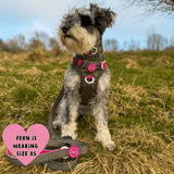 Trail & Glow® Dog Harness Bundle Set - COLOUR DROPS® - Olive it Hot - Bailey and Coco (UK)