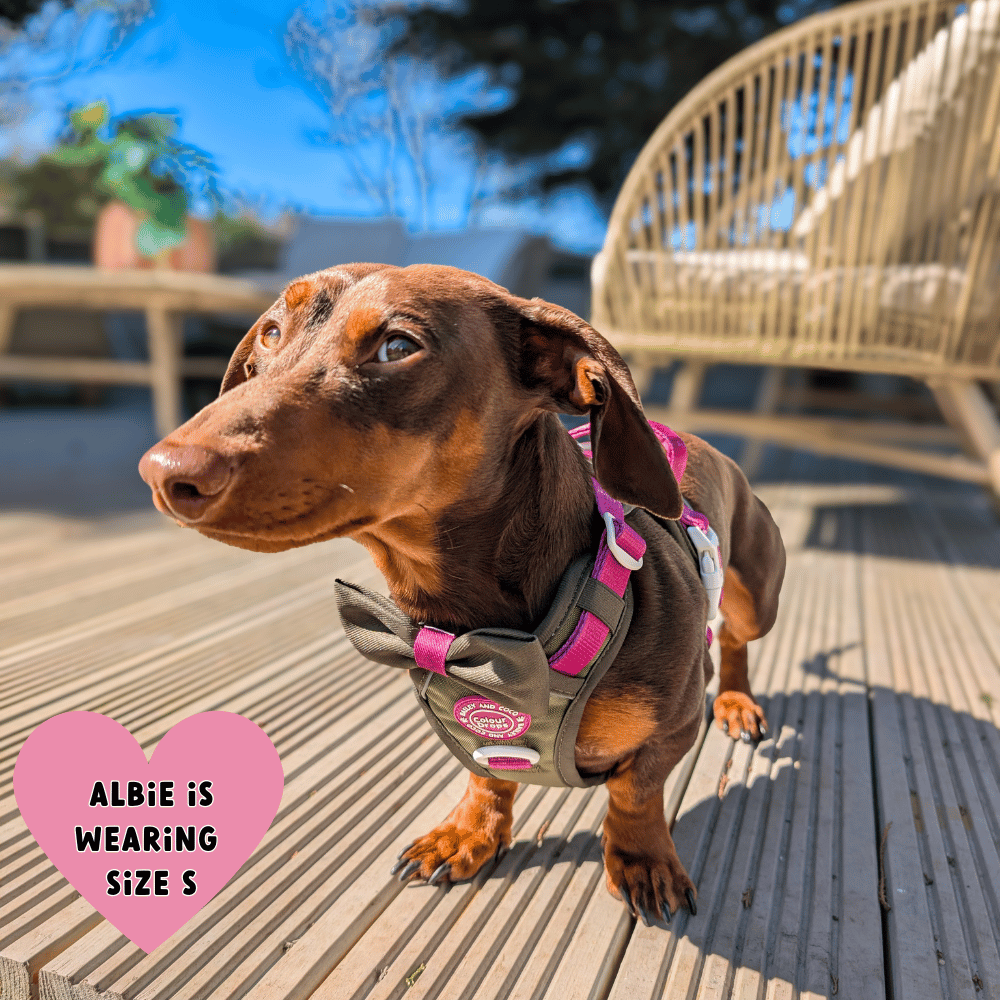 Trail & Glow® Dog Harness Bundle Set - COLOUR DROPS® - Olive it Hot - Bailey and Coco (UK)