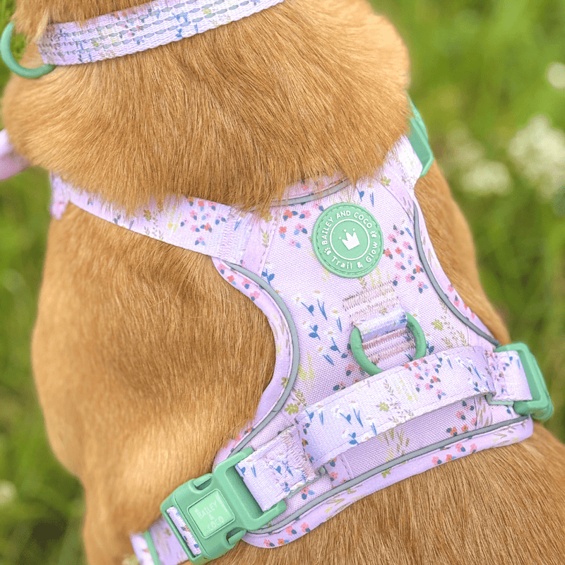 Trail & Glow® Dog Harness Bundle Set - COLOUR DROPS® - Pick Me - Bailey and Coco (UK)