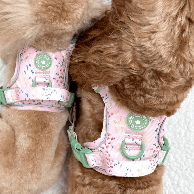 Trail & Glow® Dog Harness Bundle Set - COLOUR DROPS® - Pick Me - Bailey and Coco (UK)