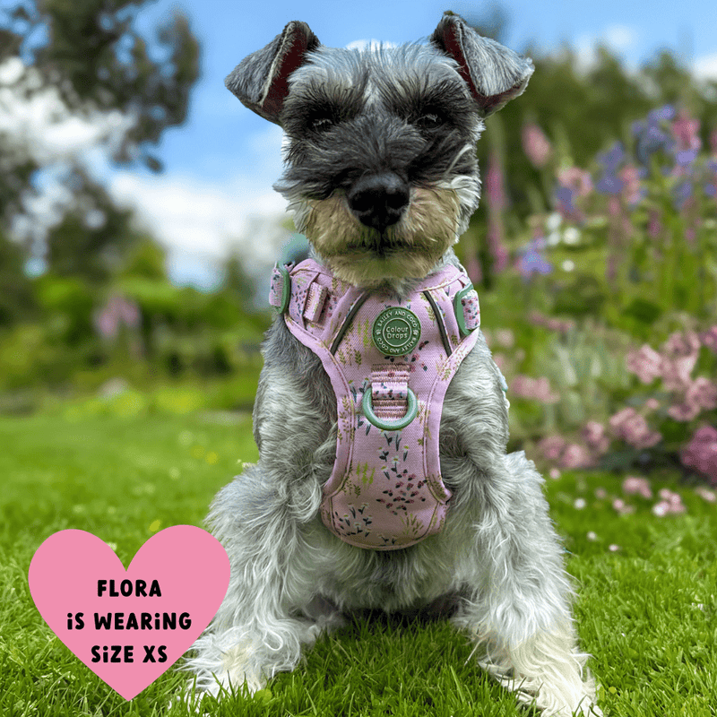 Trail & Glow® Dog Harness Bundle Set - COLOUR DROPS® - Pick Me - Bailey and Coco (UK)