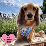 Trail & Glow® Dog Harness Bundle Set - COLOUR DROPS® - Pitch, Please - Bailey and Coco (UK)