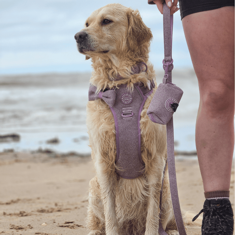 Trail & Glow - Dog Harness Bundle Set - Colour Drops - Plum Tweed - Bailey and Coco (UK)
