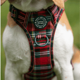 Trail & Glow - Dog Harness Bundle Set - Colour Drops - Red Highland Tartan - Bailey and Coco (UK)