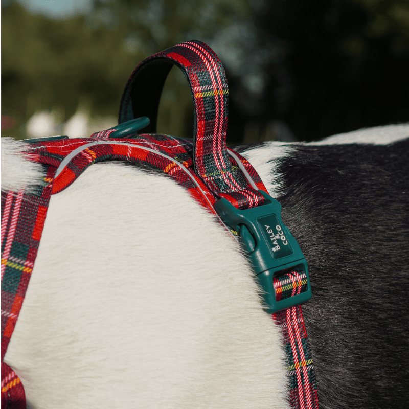 Trail & Glow - Dog Harness Bundle Set - Colour Drops - Red Highland Tartan - Bailey and Coco (UK)