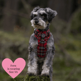 Trail & Glow - Dog Harness Bundle Set - Colour Drops - Red Highland Tartan - Bailey and Coco (UK)