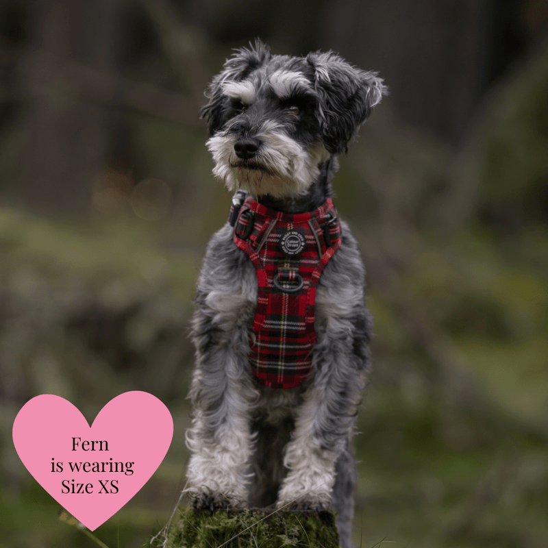 Trail & Glow - Dog Harness Bundle Set - Colour Drops - Red Highland Tartan - Bailey and Coco (UK)