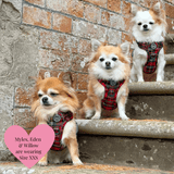 Trail & Glow - Dog Harness Bundle Set - Colour Drops - Red Highland Tartan - Bailey and Coco (UK)