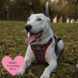 Trail & Glow - Dog Harness Bundle Set - Colour Drops - Red Highland Tartan - Bailey and Coco (UK)