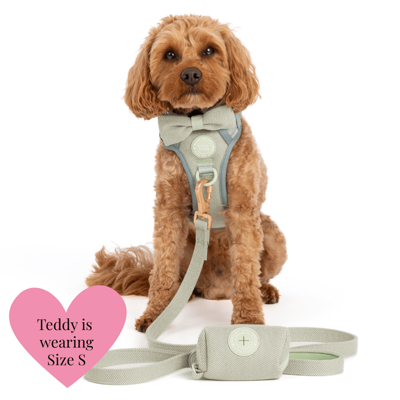 Trail & Glow - Dog Harness Bundle Set - Colour Drops - Sage Tweed - Bailey and Coco (UK)