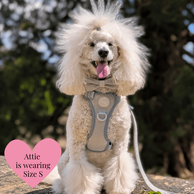 Trail & Glow - Dog Harness Bundle Set - Colour Drops - Sage Tweed - Bailey and Coco (UK)