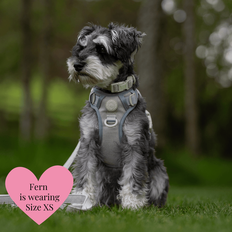 Trail & Glow - Dog Harness Bundle Set - Colour Drops - Sage Tweed - Bailey and Coco (UK)