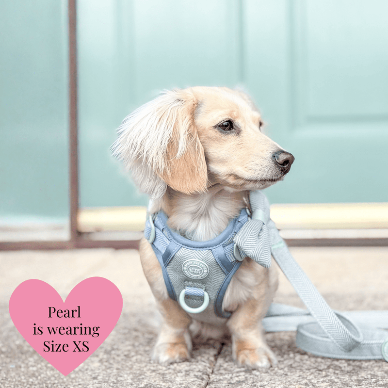 Trail & Glow - Dog Harness Bundle Set - Colour Drops - Sage Tweed - Bailey and Coco (UK)