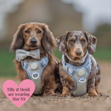 Trail & Glow - Dog Harness Bundle Set - Colour Drops - Sage Tweed - Bailey and Coco (UK)