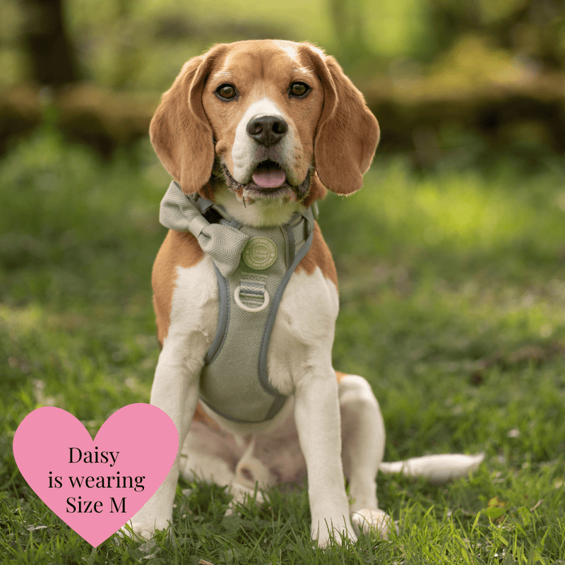 Trail & Glow - Dog Harness Bundle Set - Colour Drops - Sage Tweed - Bailey and Coco (UK)