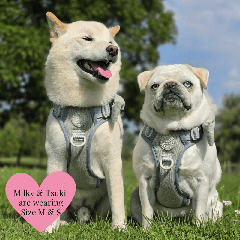 Trail & Glow - Dog Harness Bundle Set - Colour Drops - Sage Tweed - Bailey and Coco (UK)