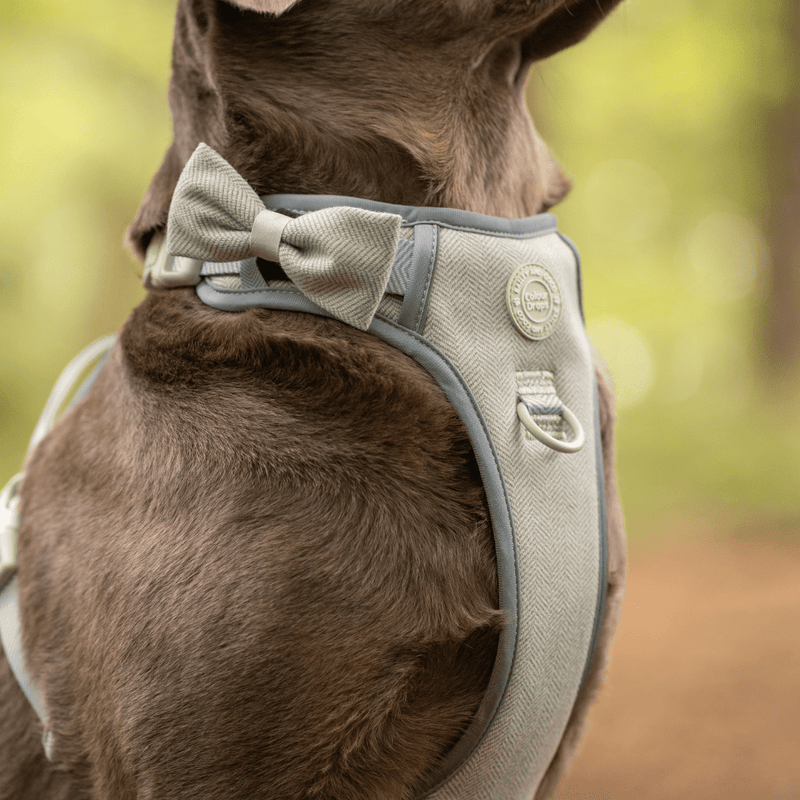 Trail & Glow - Dog Harness Bundle Set - Colour Drops - Sage Tweed - Bailey and Coco (UK)