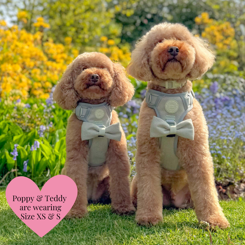 Trail & Glow - Dog Harness Bundle Set - Colour Drops - Sage Tweed - Bailey and Coco (UK)