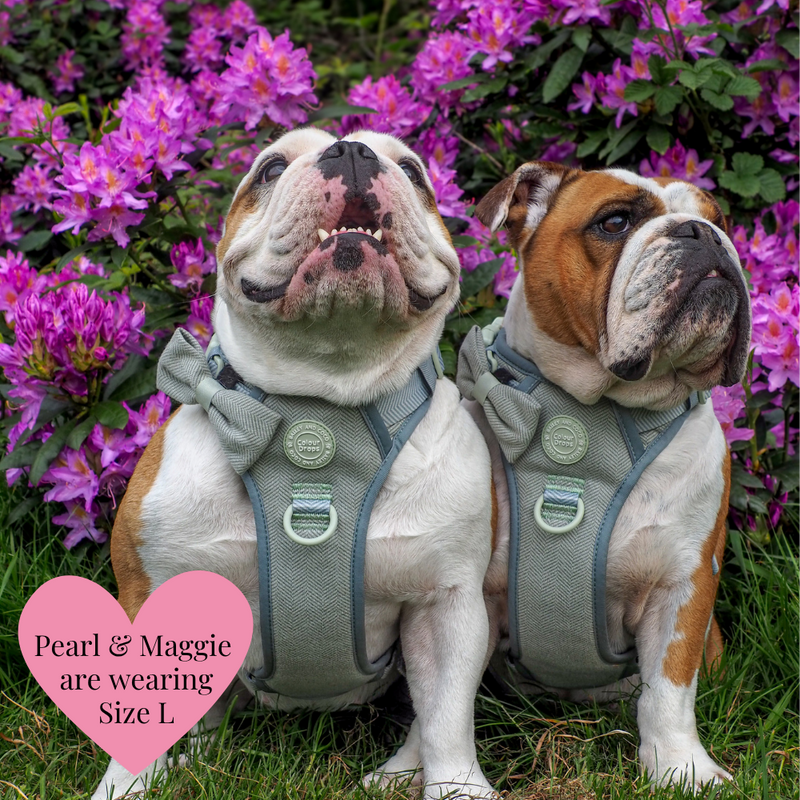 Trail & Glow - Dog Harness Bundle Set - Colour Drops - Sage Tweed - Bailey and Coco (UK)