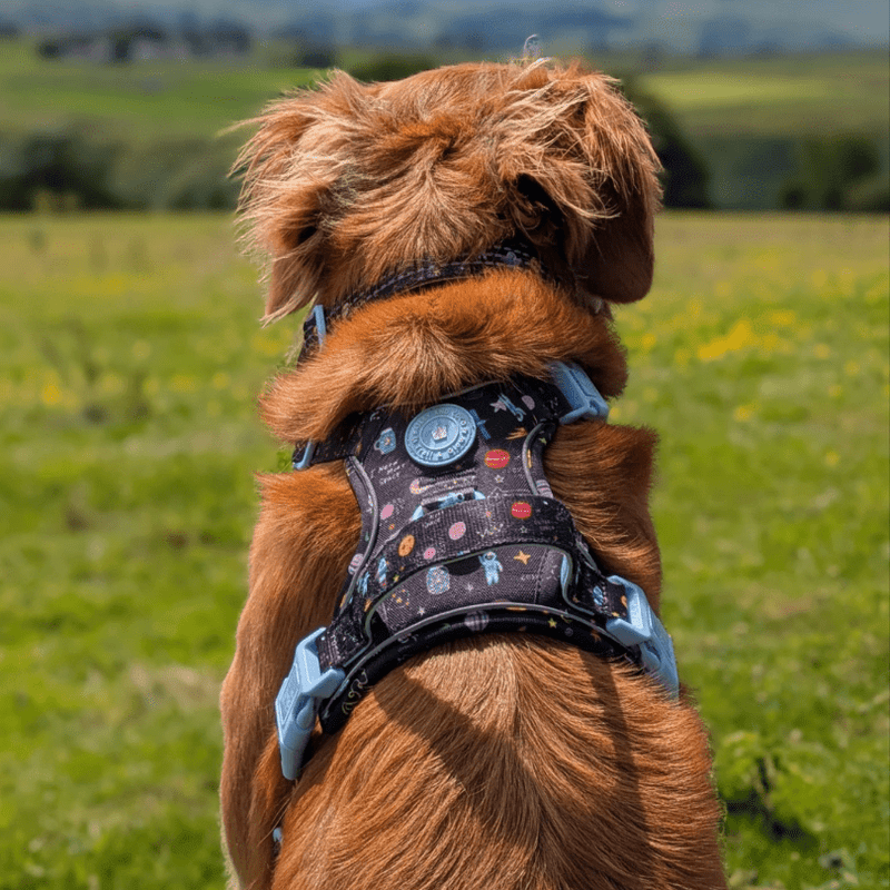 Trail & Glow® Dog Harness Bundle Set - COLOUR DROPS® - Space Paws - Bailey and Coco (UK)