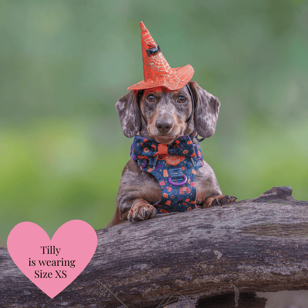 Trail & Glow Dog Harness - Colour Drops - Spellbound Autumn - alternate view