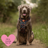 Trail & Glow - Dog Harness Bundle Set - Colour Drops - Spellbound Autumn - Bailey and Coco (UK)