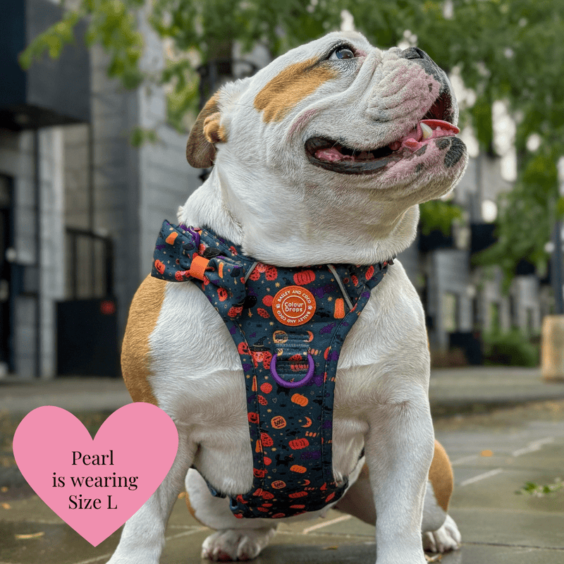 Trail & Glow - Dog Harness Bundle Set - Colour Drops - Spellbound Autumn - Bailey and Coco (UK)