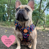 Trail & Glow - Dog Harness Bundle Set - Colour Drops - Spellbound Autumn - Bailey and Coco (UK)