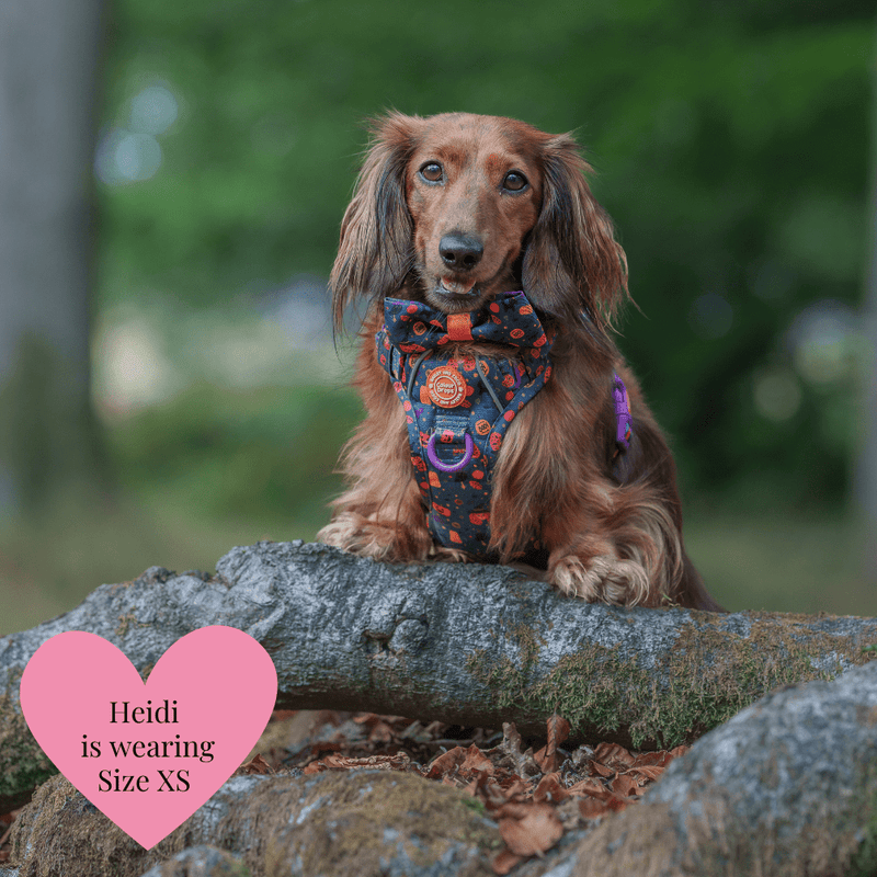 Trail & Glow - Dog Harness Bundle Set - Colour Drops - Spellbound Autumn - Bailey and Coco (UK)